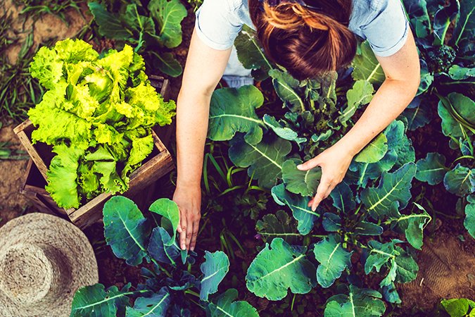 best organic fertilizer plowing