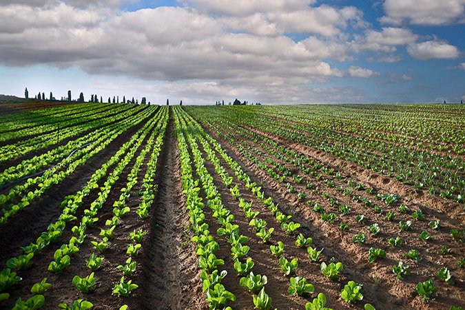 how do plants get nutrients fields