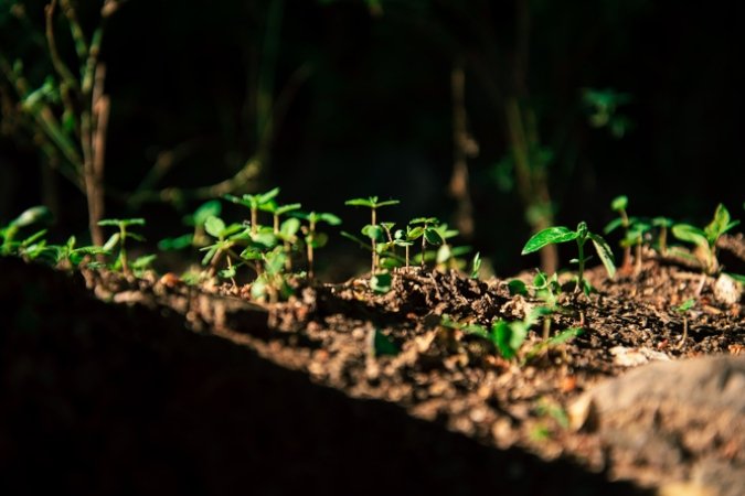mineral-fertilizer definition small green plants