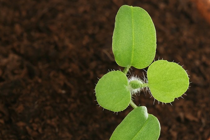 how to make hydroponic nutrients at home green plant