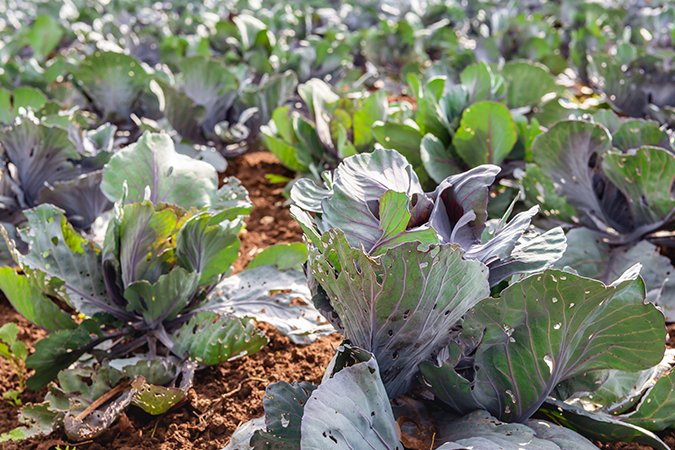 Best coco nutrients crops