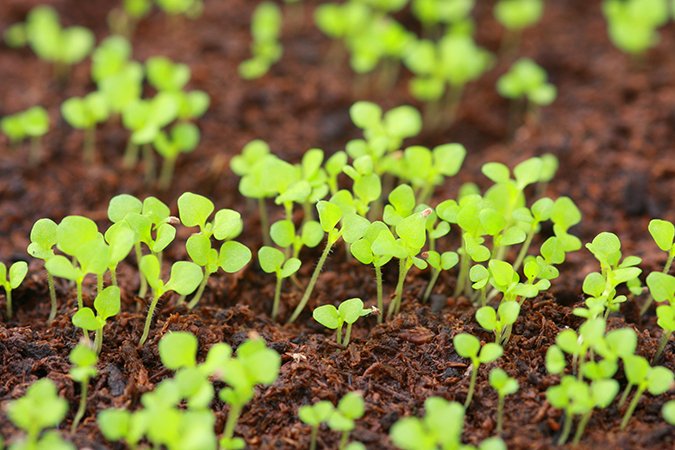 soil vs coco plants