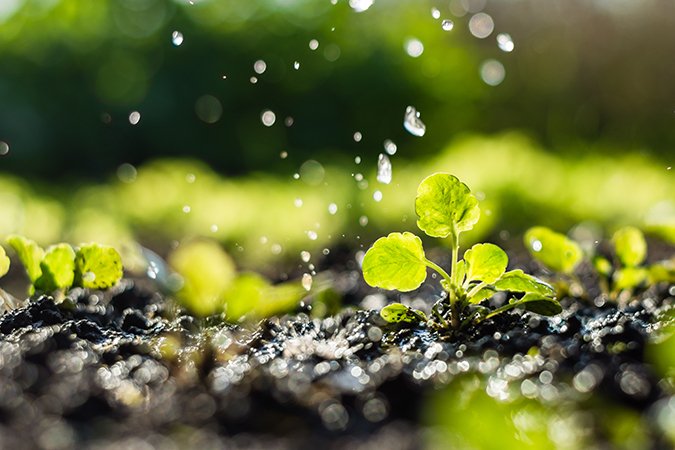 soil additives for tomatoes plant