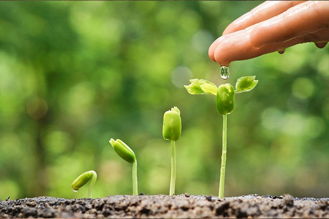 organic root stimulator plants
