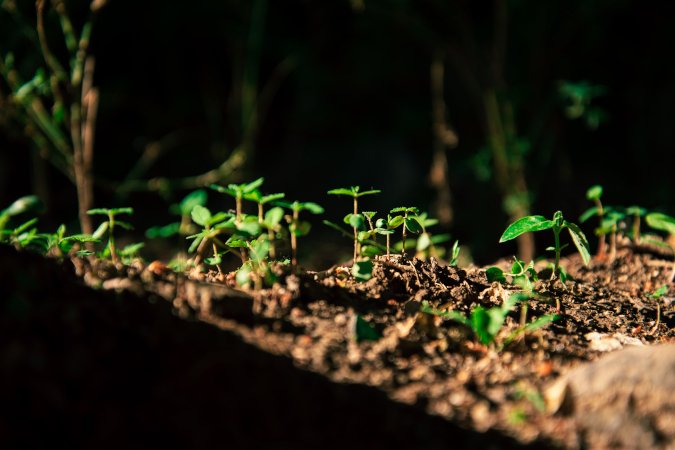 mineral fertilizer for plants little plants