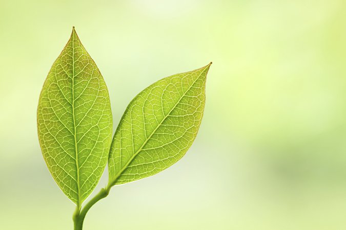 hydroponic nutrients for beginners leaf
