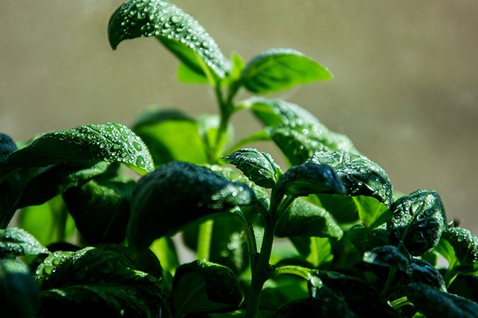best organic fertilizer full grown plant