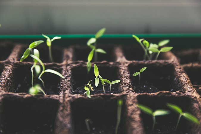 what nutrients for hydroponics plants