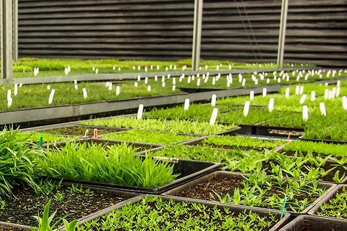 soil additives for drainage row of plants