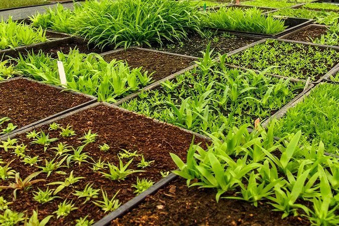 how much nutrient -for hydroponics plants