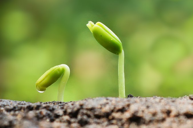 Best soil nutrients plant