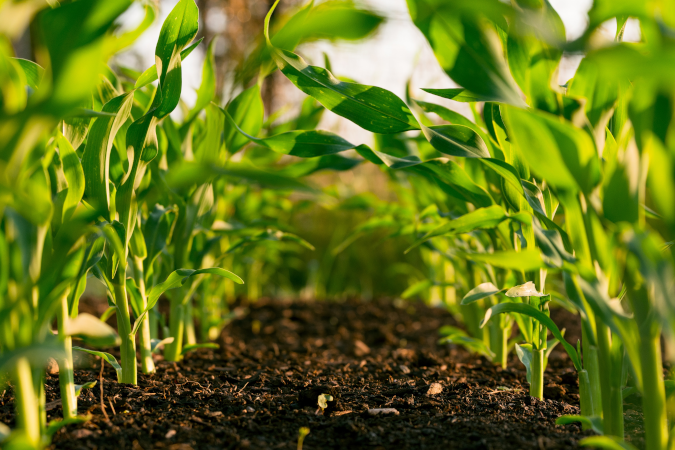 how to change soil ph plants