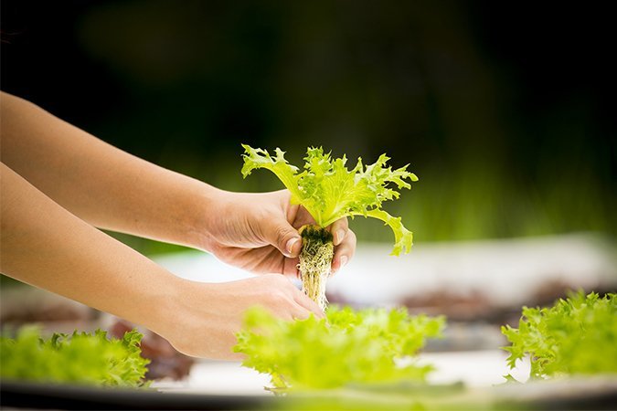 best hydroponic nutrient plant