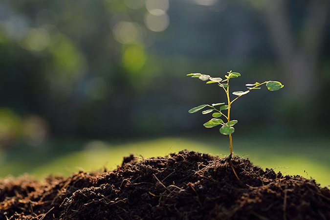 organic root stimulator plant